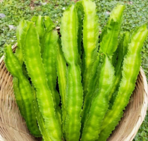  Bean Seeds, Vine Seeds Winged Beans Seeds Four Angled Bean or Manila Bean King Shire Winged Bean As