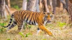 Create Memories with Ranthambore Tiger Sighting Experiences