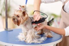 Dog Grooming Service At Home In Delhi