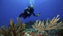 PADI Courses