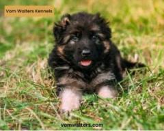 Healthy German Shepherd Puppies for Sale in California