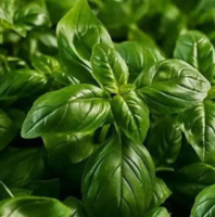 Basil Seeds Ocimum basilicum Thai Basil, Holy Basil, Sabja Basil