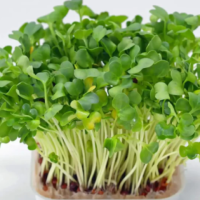 Watercress Seeds Yellowcress Lettuce, Xa Lach Xoong CAI Be Xoong