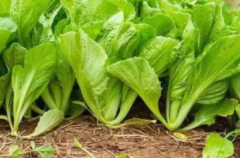 Green Field Mustard Seeds for Planting