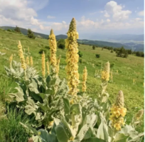 Grow Common Mullein seeds - A Versatile Wildflower 