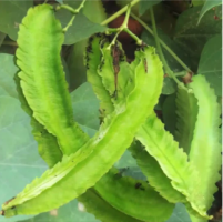 Winged Bean Seeds - Psophocarpus Tetragonolobus