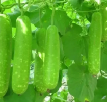  Long Bottle Gourd Seeds for planting Calabash Seed Squash Lauki Doodhi Bau Trai Dai