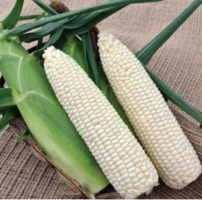 Sweet and Sticky Waxy Corn Seeds 