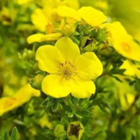  Evening Primrose Seeds Yellow Flowers Oenothera biennis seed