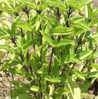  Thai Basil, Tulsi, Ocimum Tenuiflorum, Hung Que