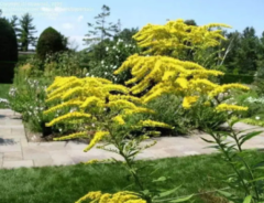 Canadian Goldenrod Seeds for Planting