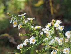 Frost Aster Seeds for planting Symphyotrichum Pilosum