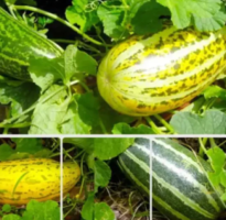 Thai Asian Musk Melon Seeds Vietnam Dua Gang, Dua Bo seeds Muskmelon