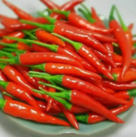 Bird’s Eye Chili Seeds: African Devil Heat Thai Chili Pepper Plant Seeds