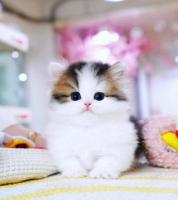 Munchkin cat for sale (Kentucky)