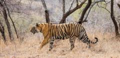 Discover the Top Tiger Reserves in India for a Wildlife Exploration