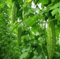 Wholesale Bitter Melon Seeds Chinese Bitter Gourd Karela Bitter Gourd Seeds