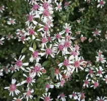 Wholesale  Calico Aster Seeds Symphyotrichum lateriflorum Flower Seeds Calico Aster Seeds, starved A