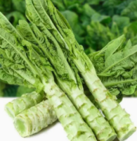 Wholesale Celtuce Seeds - chinese Stem lettuce seeds