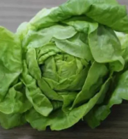 Wholesale Crisphead Lettuce Seeds Iceberg Vegetable Seeds