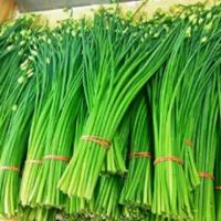 Wholesale Garlic Chives Seeds Hẹ la Allium tuberosum 