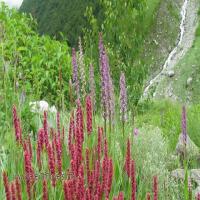 All Details Of Valley Of Flowers