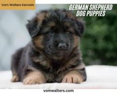 Premium German Shepherd Dog Breeders in California