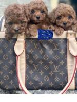 Luxury European Toy Poodles, Teacup Poodles, and Pomeranians – Puppies from Europe