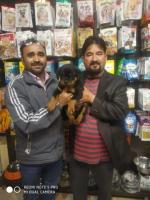 Puppies & Dogs for Sale Nashik