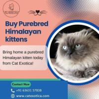 Himalayan Kittens in Bangalore